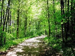 Walking and Weight Loss